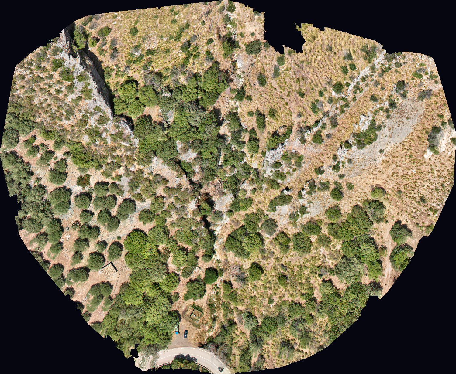 The same orchard block as a plain RGB orthophoto