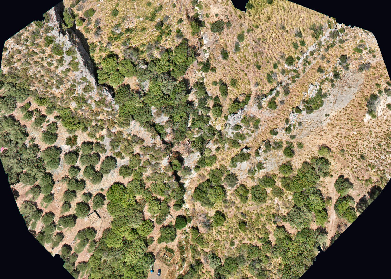 The same forest parcel as a plain RGB orthophoto